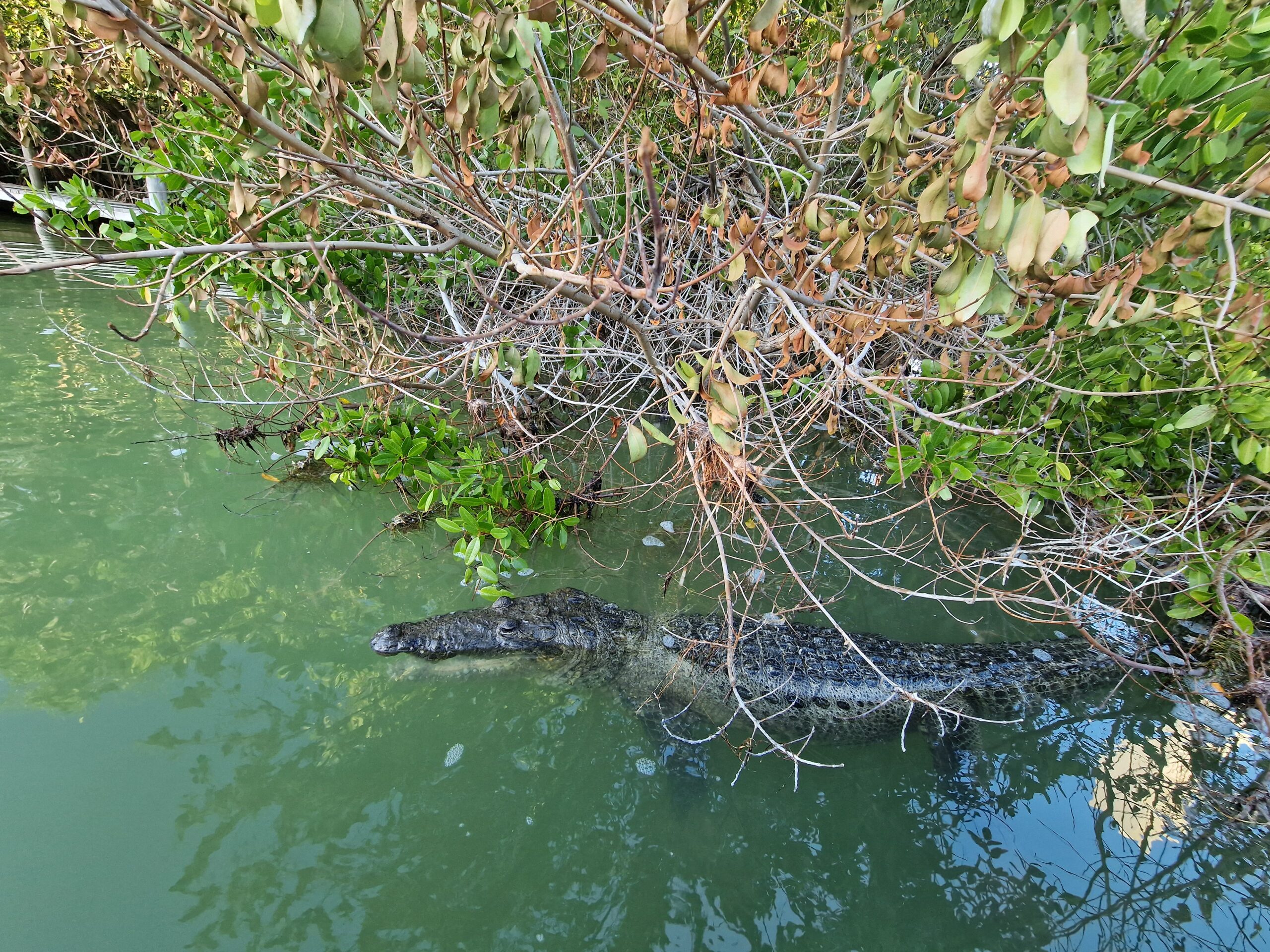 Krokodill Gena